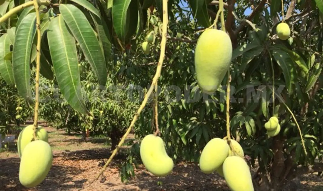 Falta de lluvias afecta la producción de mango