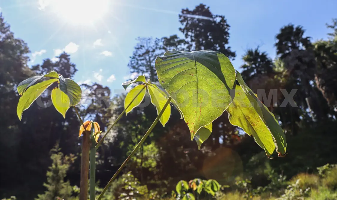 Sembrar árboles nativos garantiza su crecimiento