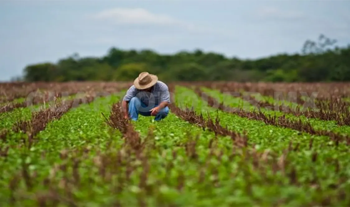 Tonalá carece de escuela agropecuaria, denuncian