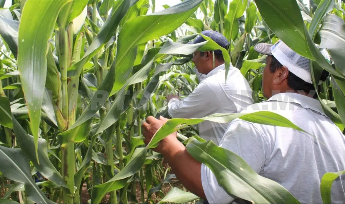 Agricultura de conservación sí es negocio
