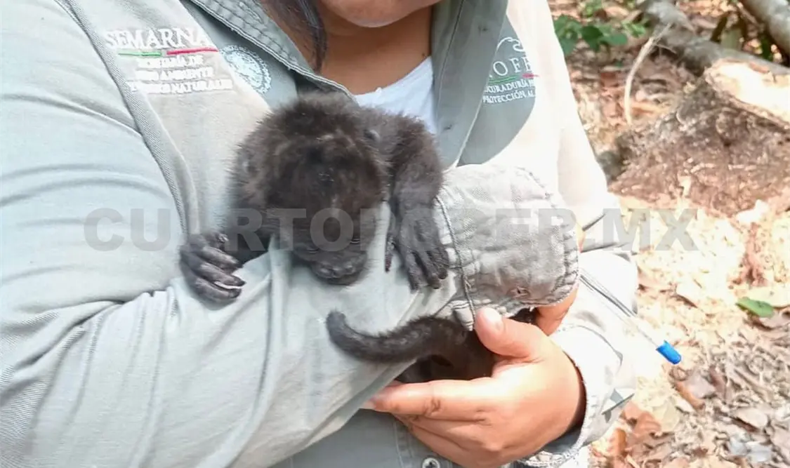 Investigan muerte de monos saraguatos