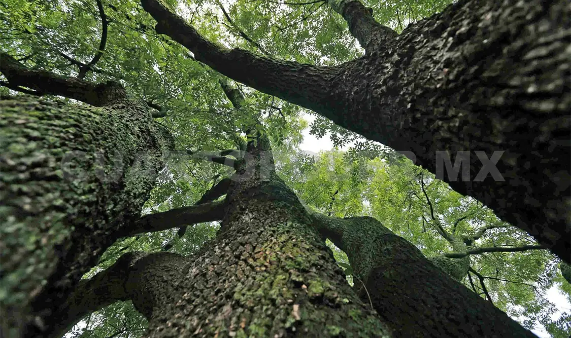 Ya estamos en la mejor etapa para reforestar