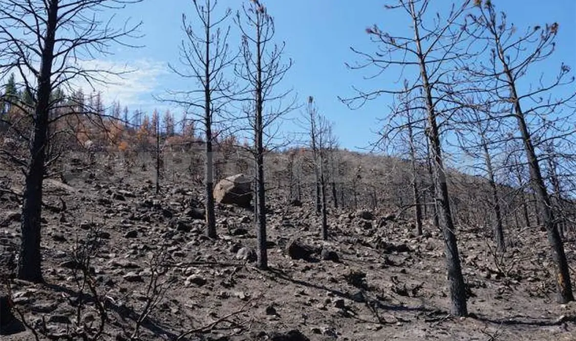 Incendio acaba con pastizales y animales