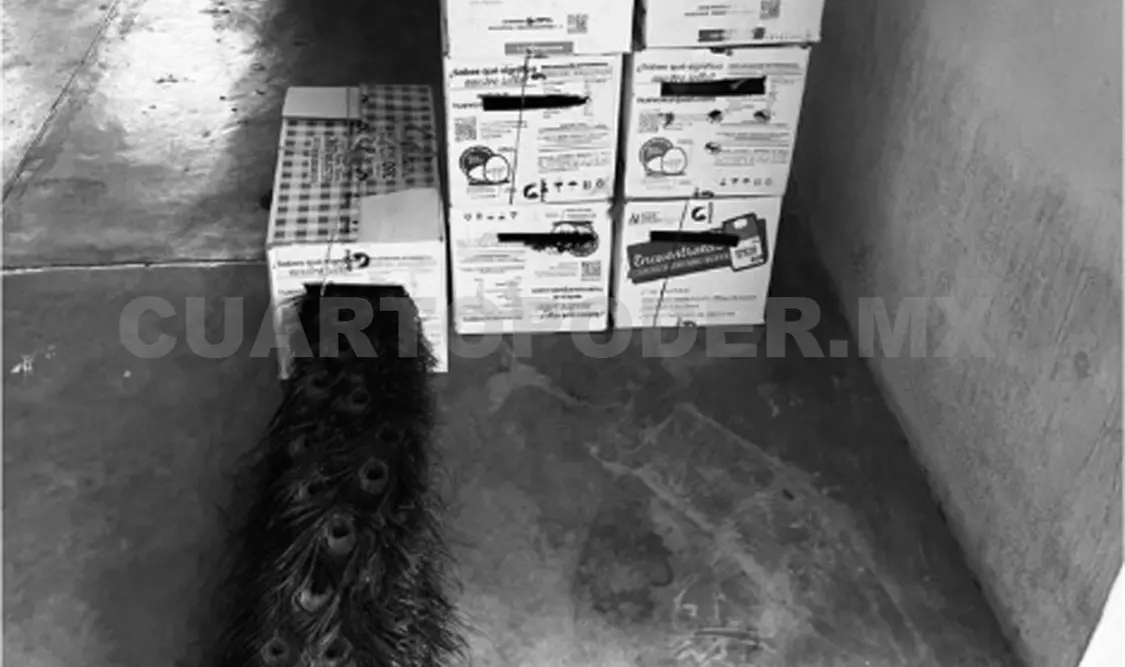 Aseguran a 11 ejemplares de pavo real
