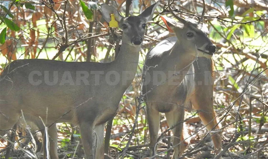 Cierran la UMA “El Iguanero” por crisis económica