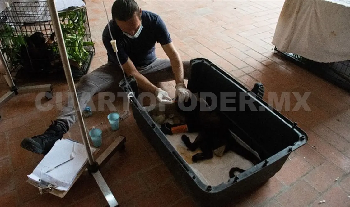 Continúa atención a monos aulladores