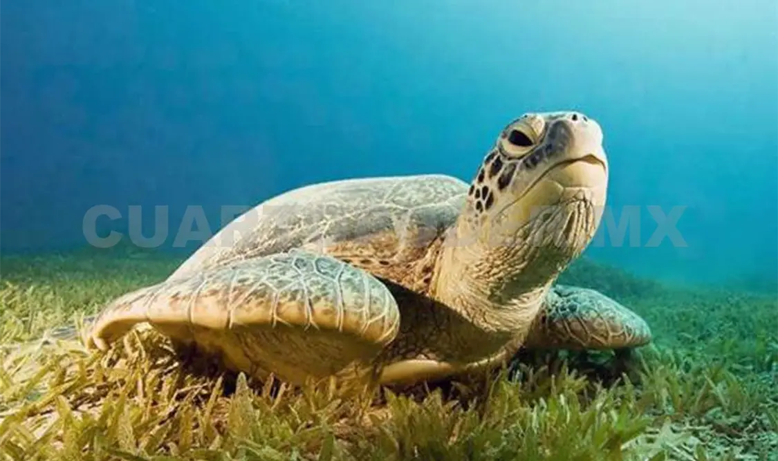 Datos curiosos sobre las tortugas marinas