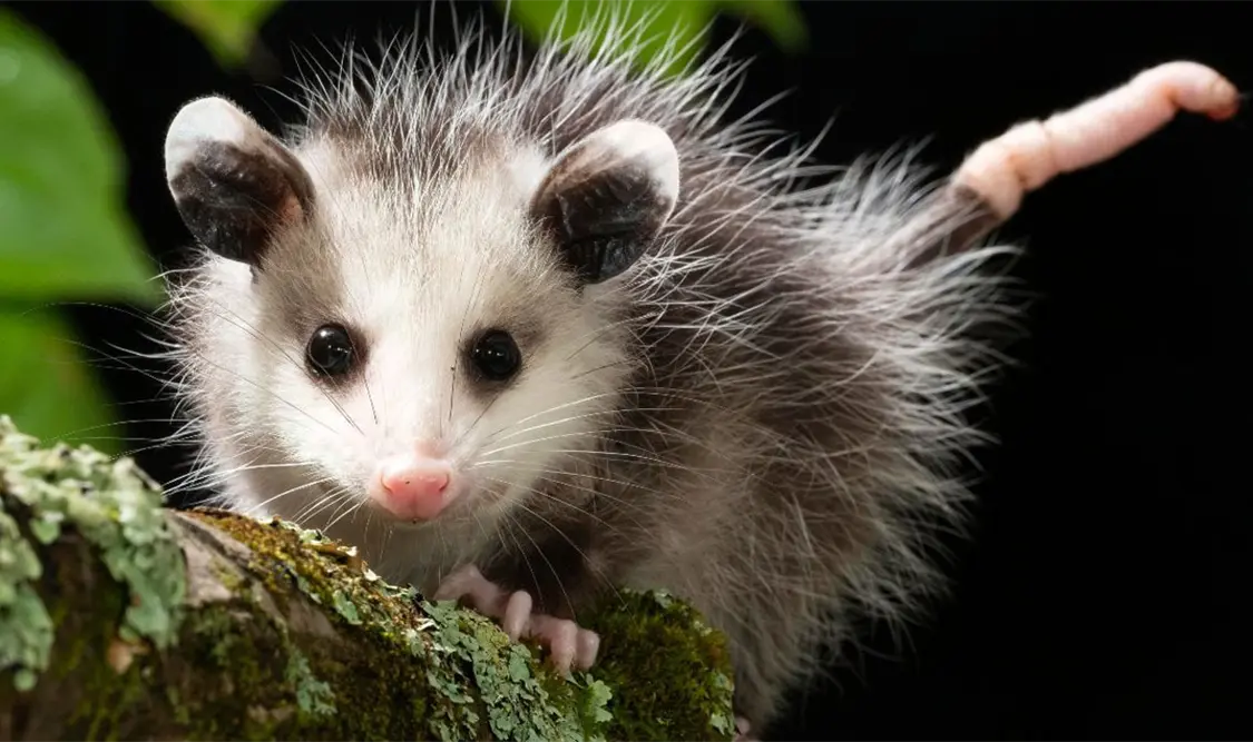 Sicarú, un santuario para tlacuaches