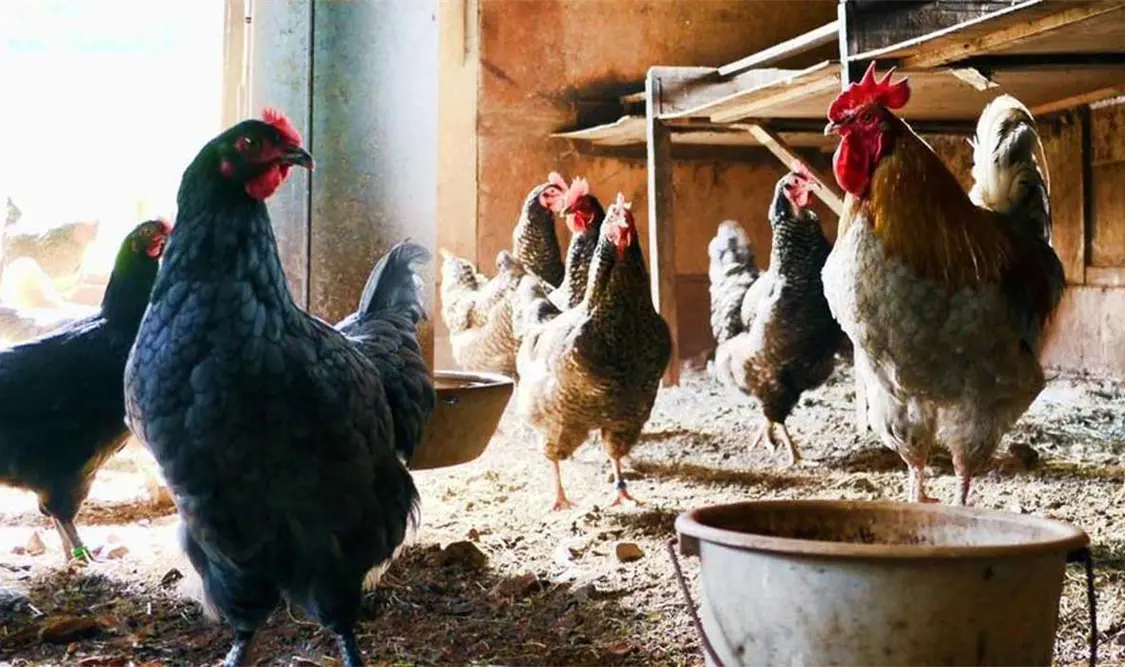 ¿Existe vacuna para la gripe aviar H5N2?