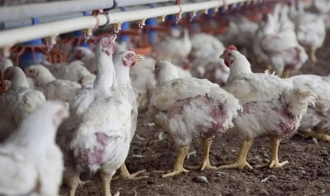 Caso de gripe aviar en humano no debe generar alarma