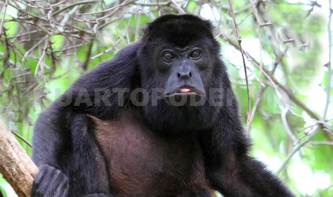 Se mantienen trabajos para tener en buen estado a los ejemplares. Diego Pérez / CP