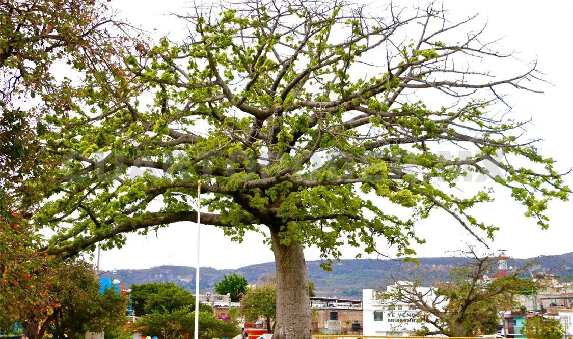 Impulsan cuidado de árboles declarados como patrimonio