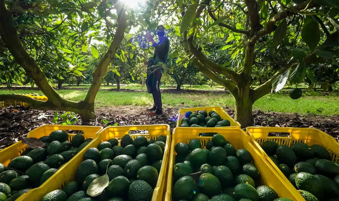 La exportación de aguacate de Michoacán a Estados Unidos enfrenta una grave crisis. Cortesía