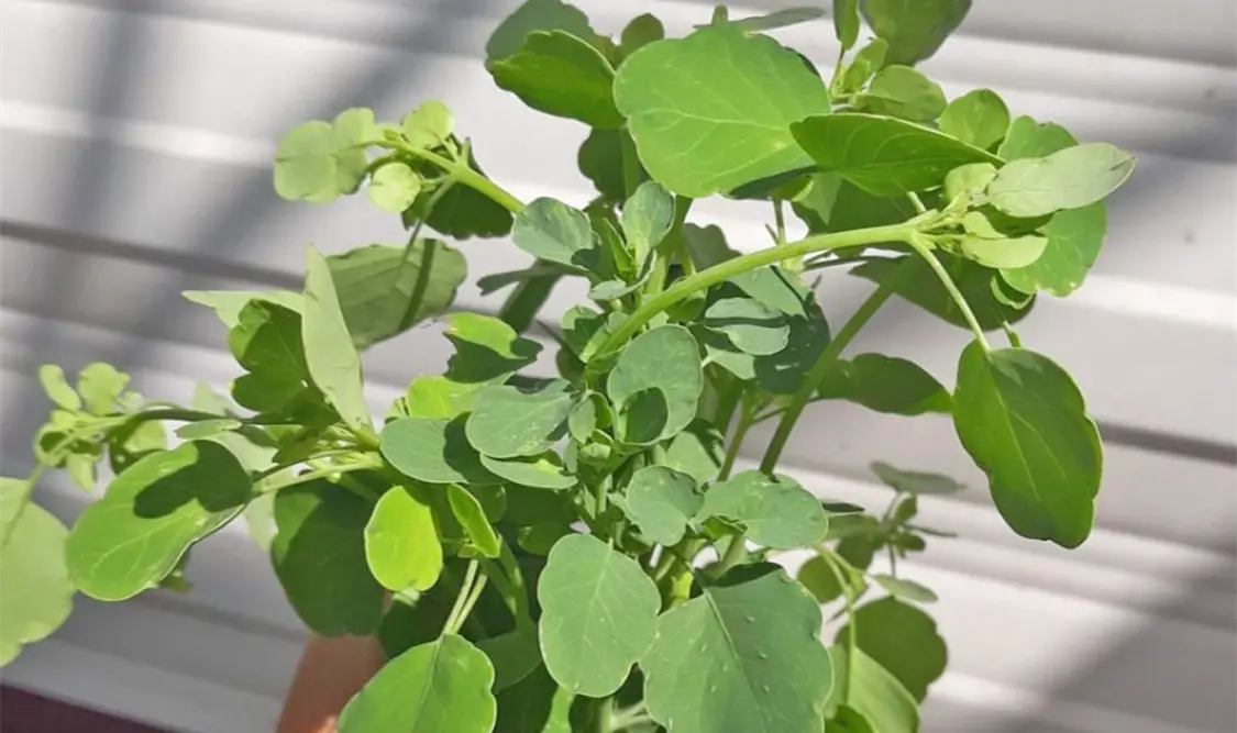 ¿Cómo se utiliza el pápalo en la cocina?