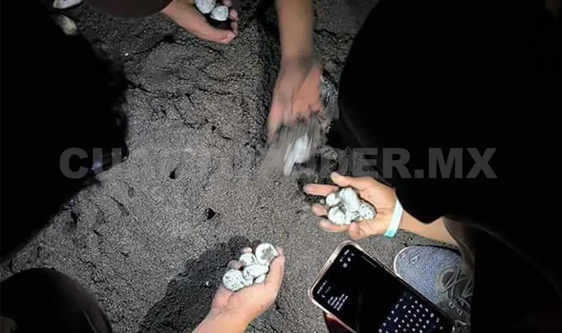 Ecologistas buscan proteger anidación de tortugas golfinas
