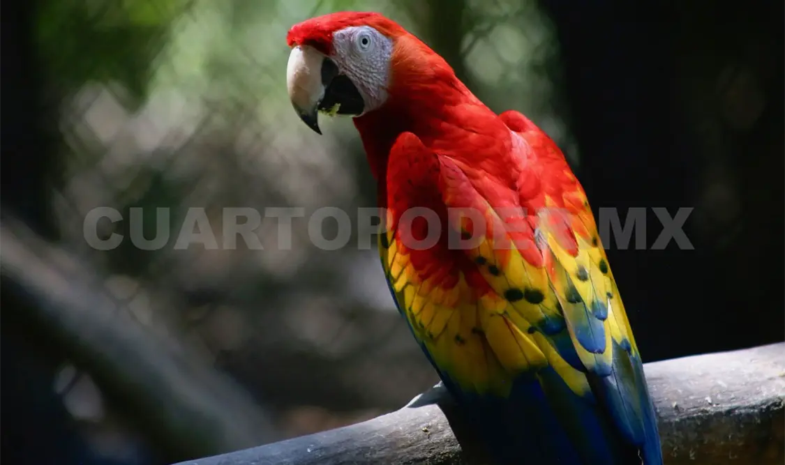 Realizan acciones de conservación de aves
