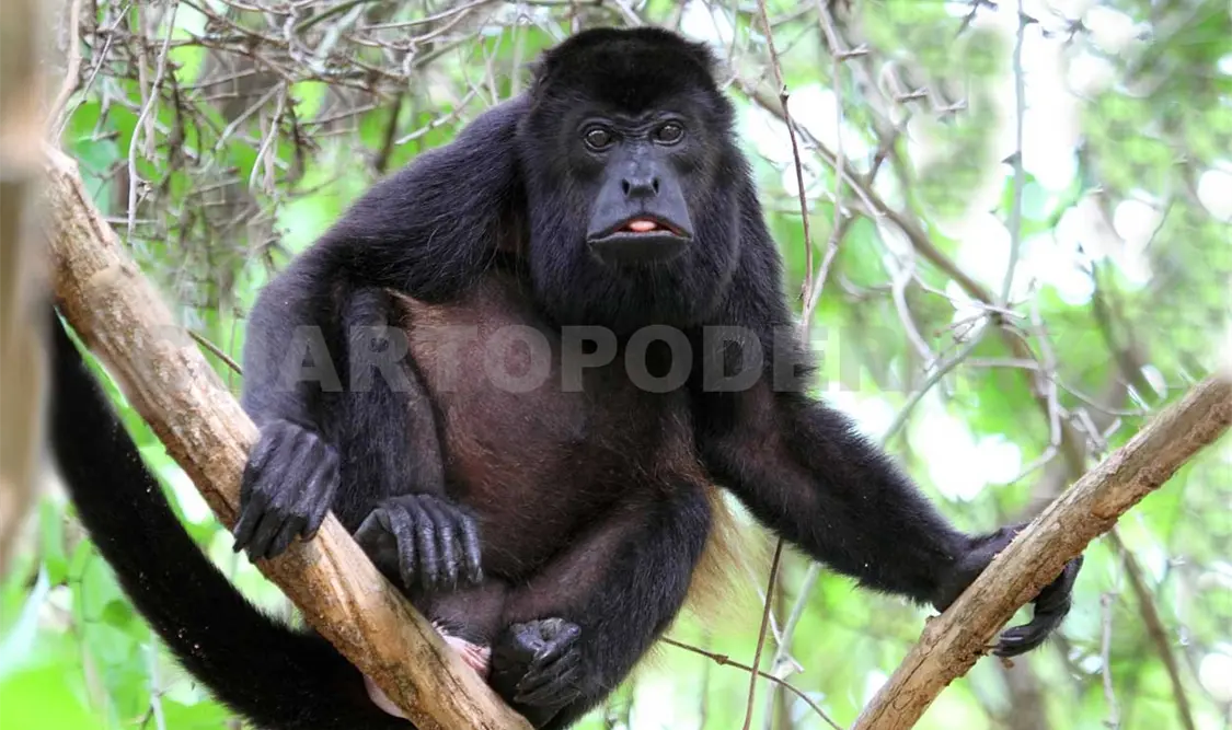 Precipitaciones ayudarán a tomar decisiones