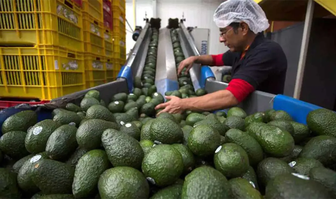 Acuerdo de exportación de aguacate a EU