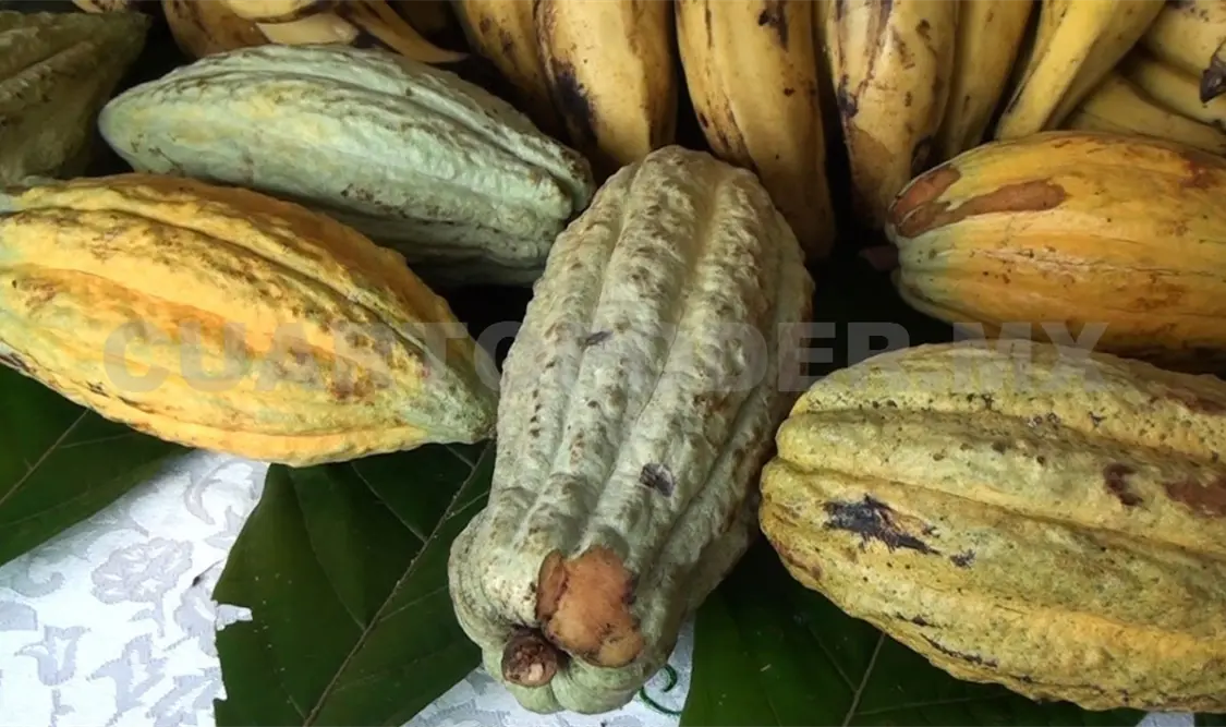 Anuncian Festival Internacional del Cacao Chiapas