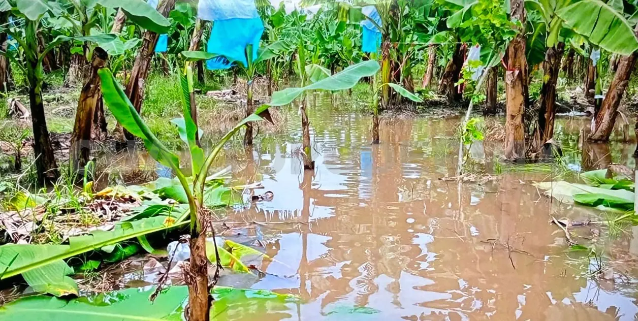 Productores piden hacer declaratoria de desastre