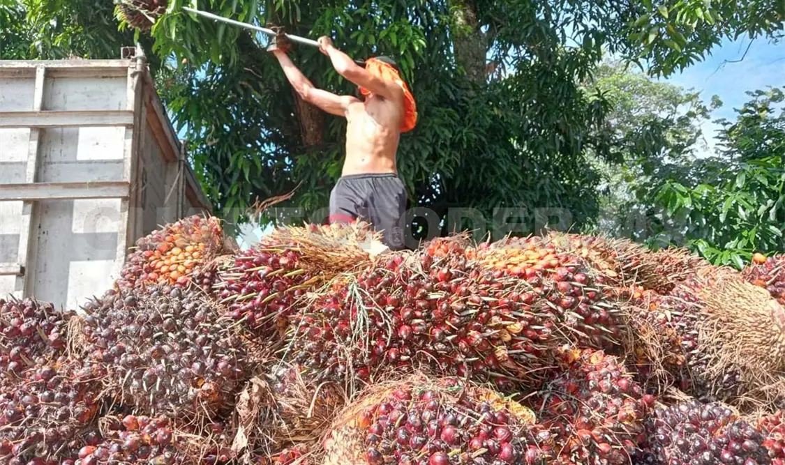 Productores afectados por la importación de aceite
