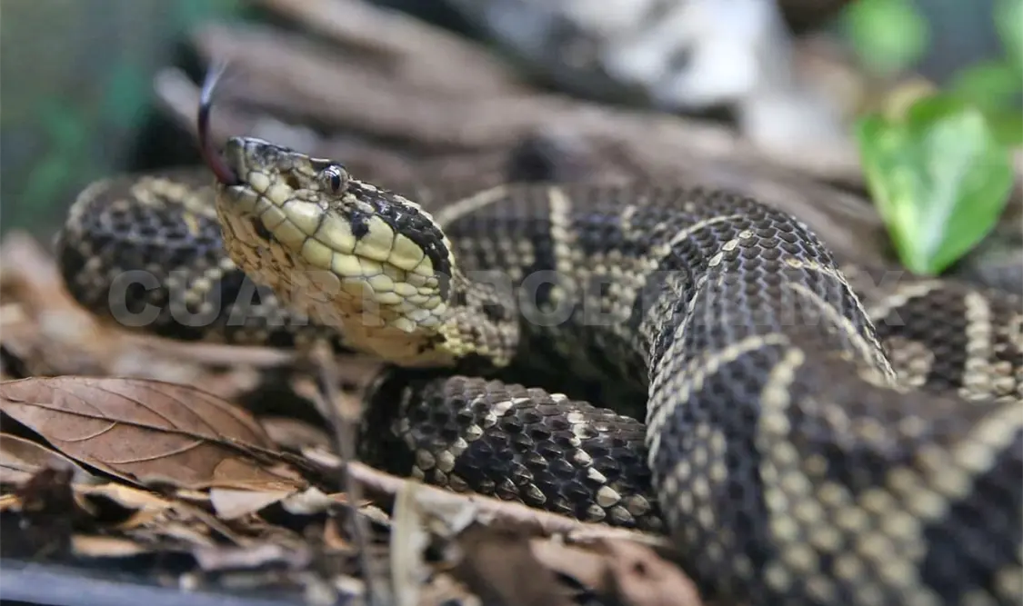 Aparición de fauna en hogares a causa del cambio climatico