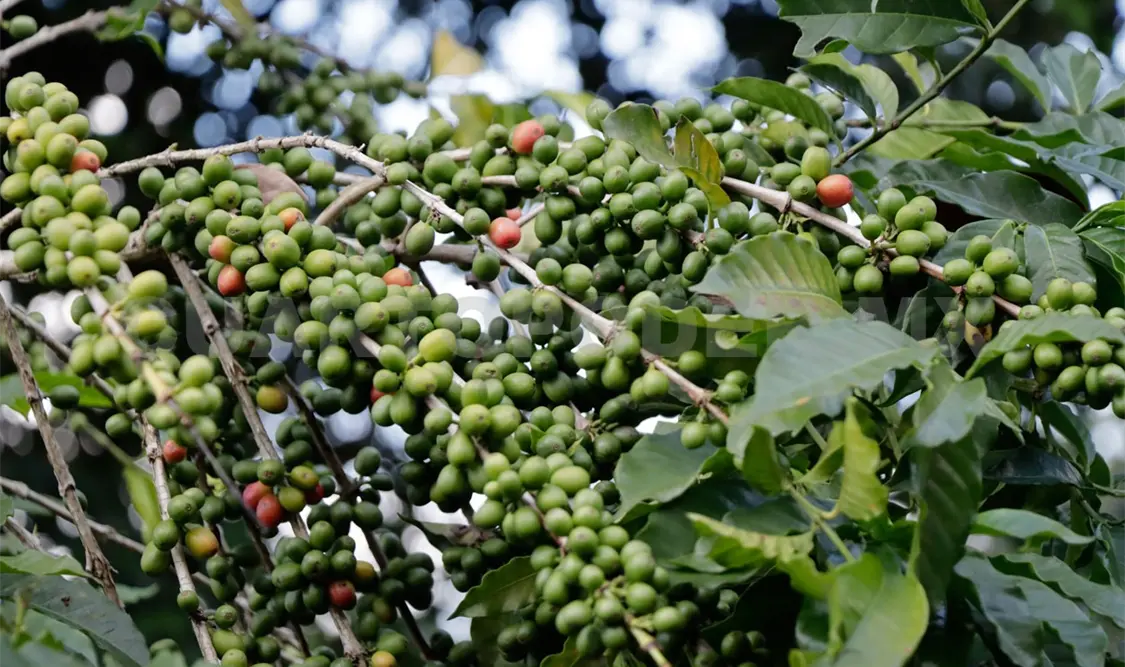 Cafetaleros en la incertidumbre