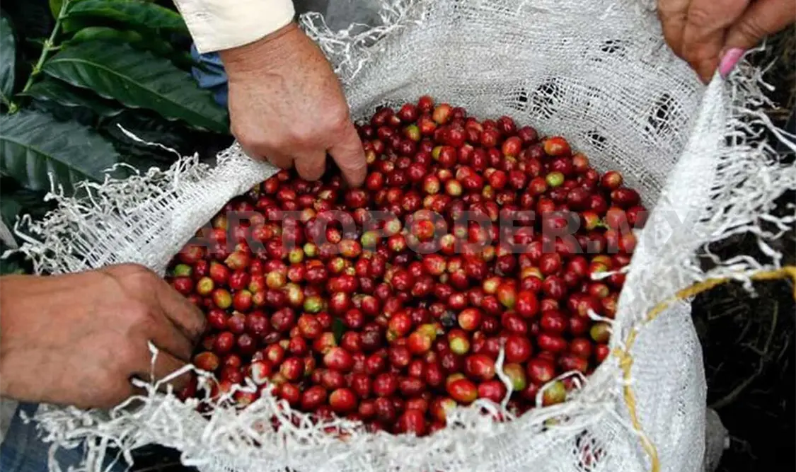 El café de Chiapas es de gran calidad, pero no hay mano de obra. CP