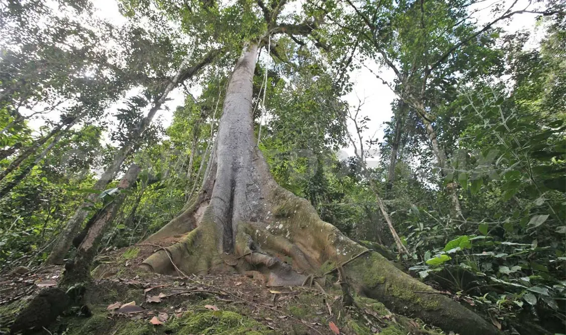 Los investigadores destacaron la importancia de atender y fortalecer el cuidado de los bosques. Diego Pérez / CP