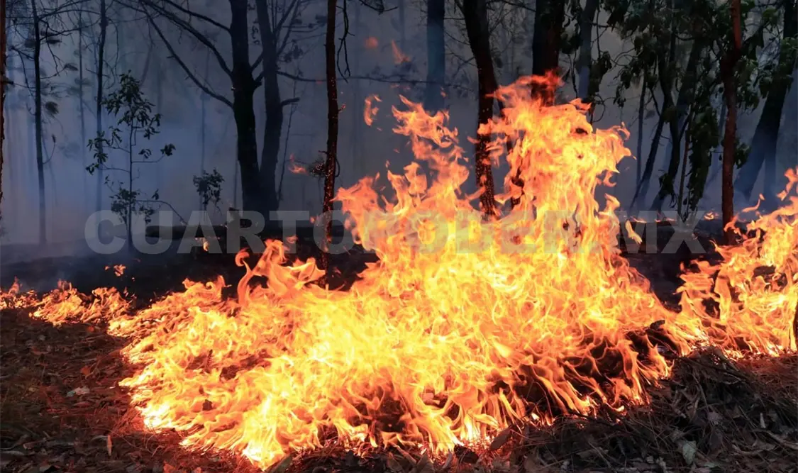 Casi 90 mil has se quemaron durante el 2024