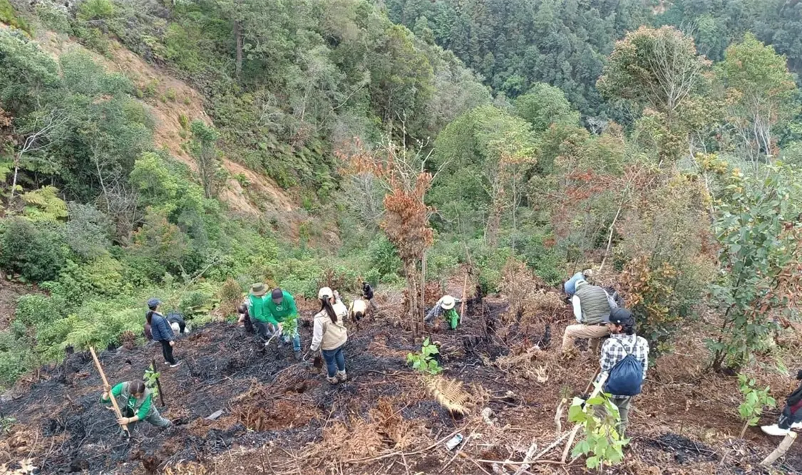 Plantan 550 árboles nativos de la región