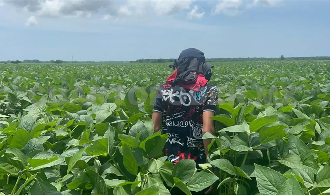 Con fertilizantes buscan ayudar a campesinos del sur