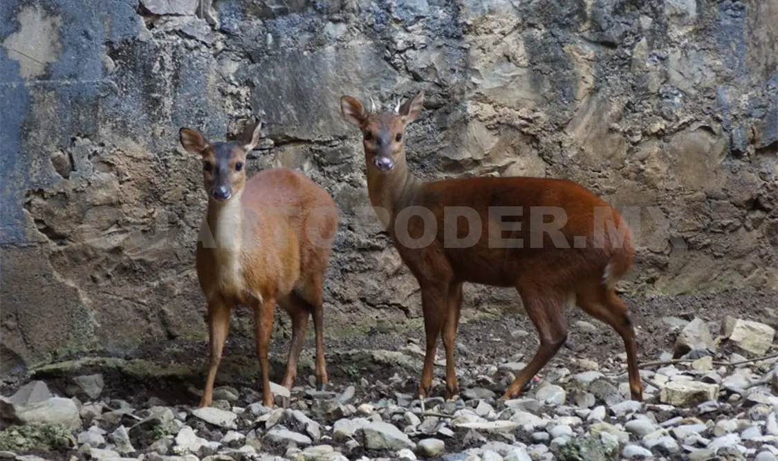 Realizan investigación sobre el venado rojo