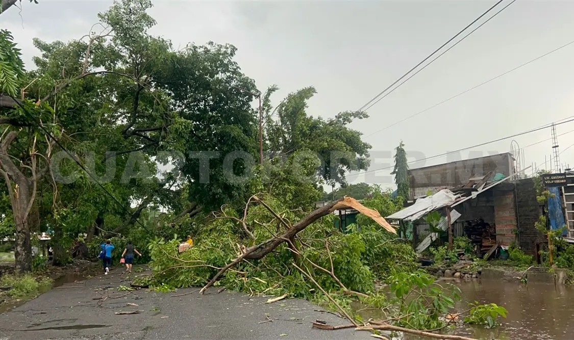 Lluvias y vientos tiran árboles en Tapachula
