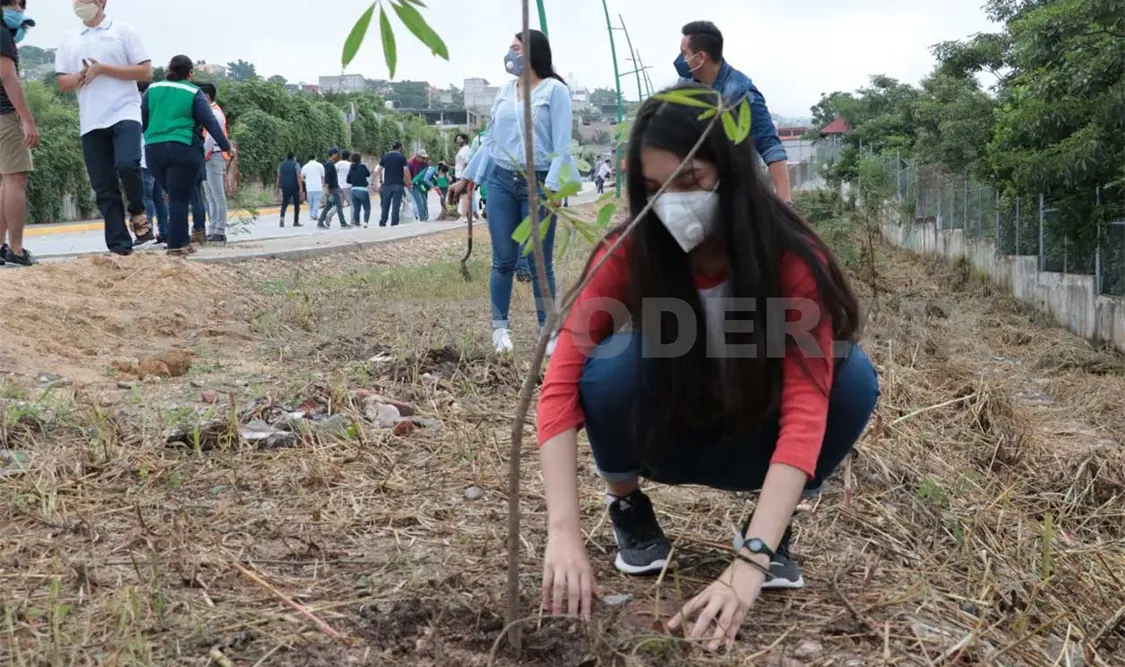 Las reforestaciones traen grandes beneficios a las ciudades y sus poblaciones. CP