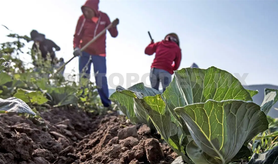 La dependencia indicó que en todo el país han trabajado con productores para el cuidado de los suelos. Diego Pérez / CP
