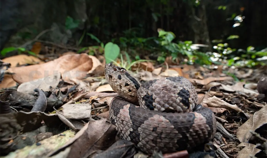 Vigila la Semahn a especies en riesgo