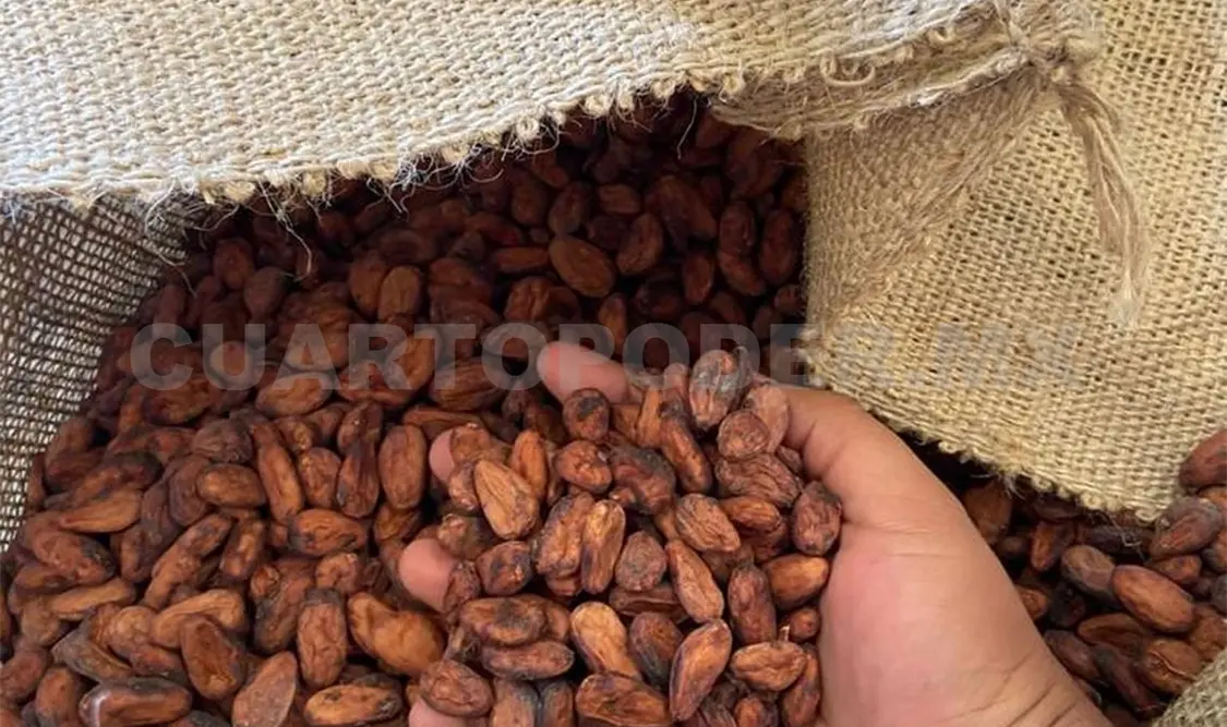 Hay hasta 17 variedades mejoradas de cacao