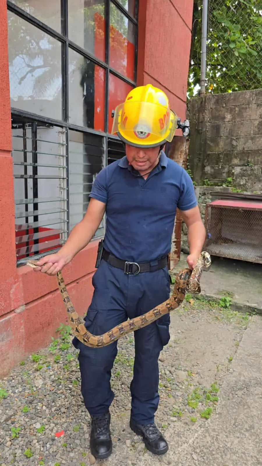 Liberan boas capturadas en viviendas