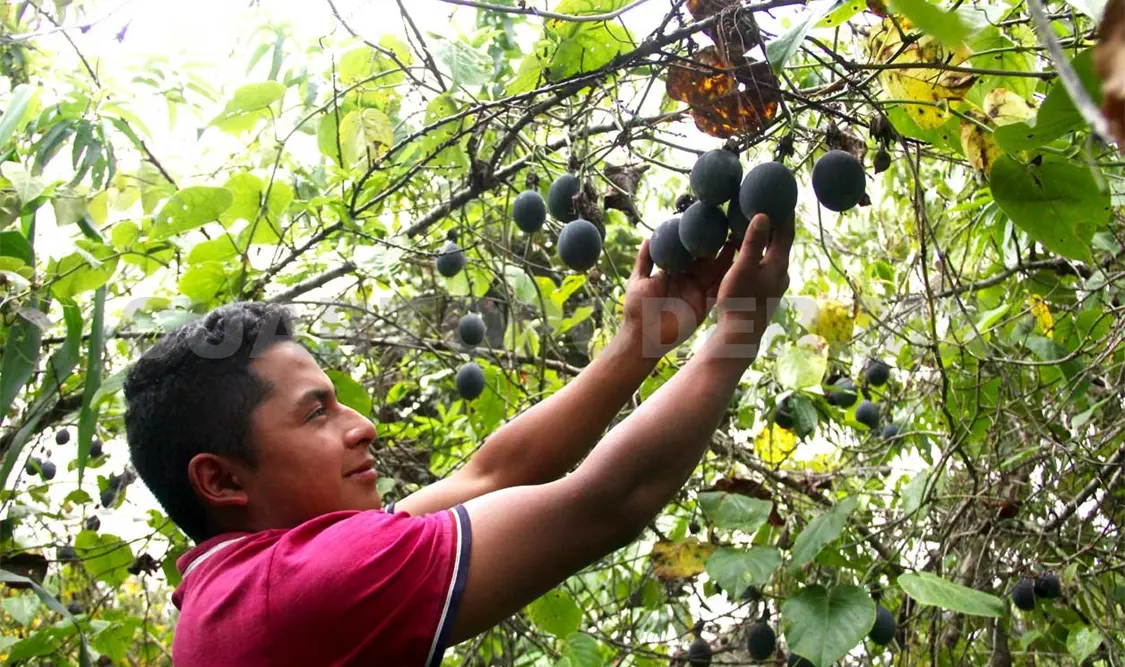 Hay reducción en el presupuesto al campo. Carlos López / CP