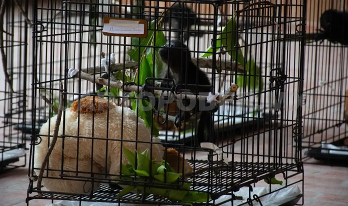 Semarnat debilita esfuerzos de la sociedad, acusan