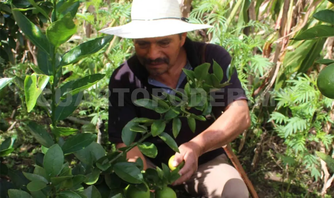 El Cimmyt ha trabajado con productores de Chiapas y de casi todo el país para fortalecer la agricultura. CP