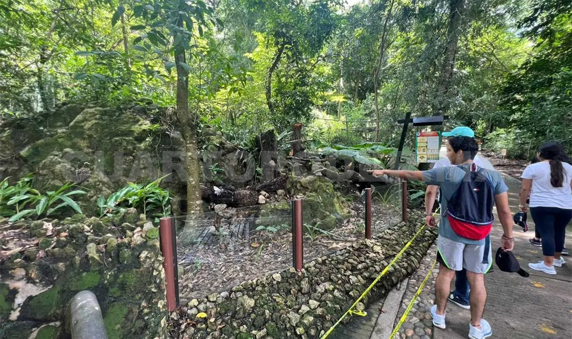 Fallece ejemplar de quetzal en el ZooMat