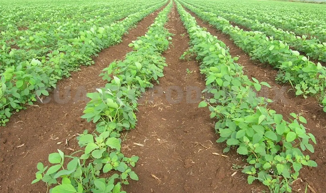 Padecen soyeros efectos del cambio climático