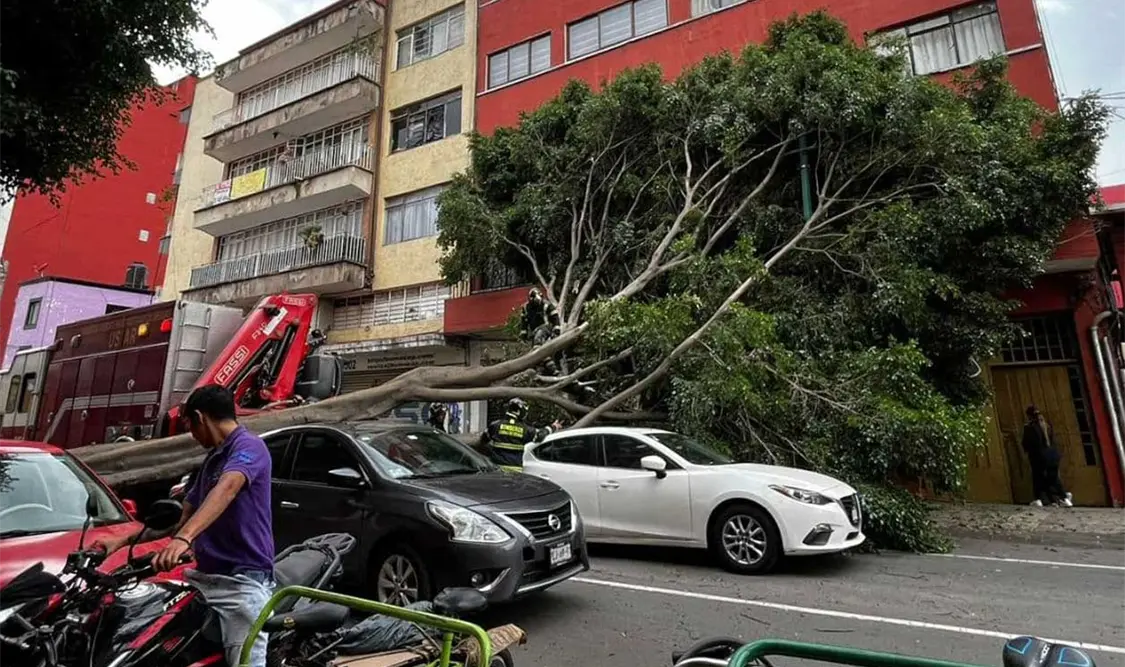 Cae árbol de 30 metros de altura; tres vehículos dañados