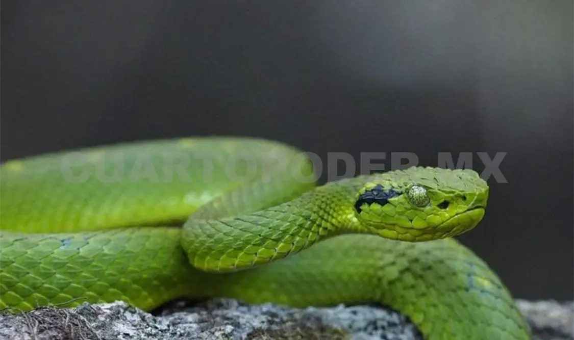 La presencia de dicha especie inicia en los municipios de Las Margaritas y La Trinitaria. CP