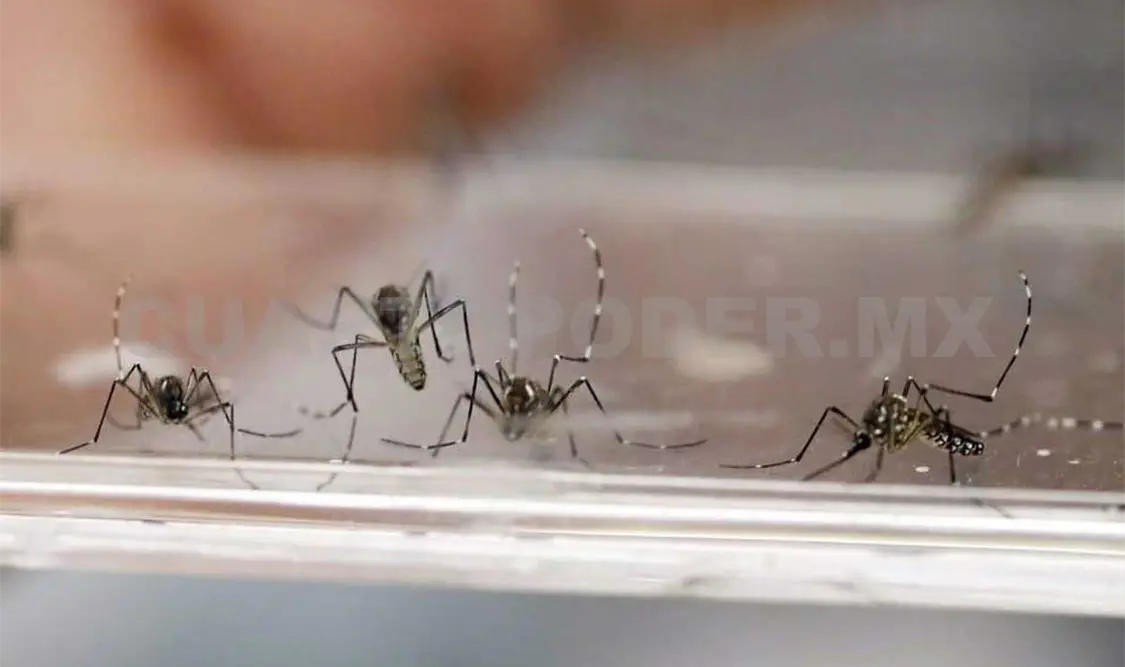 El año pasado se registraron ocho defunciones y tres mil 276 contagios. Diego Pérez / CP