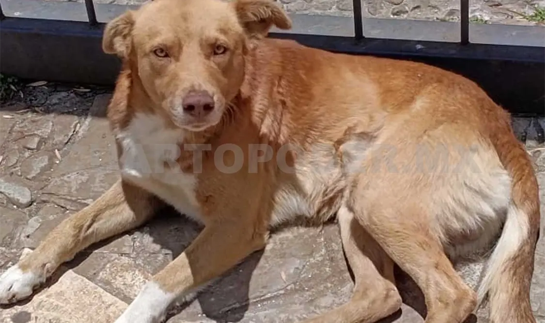 Los colonos manifestaron su preocupación al señalar que se han registrado otros casos de perros envenenados en la zona. Manuel Martínez / CP