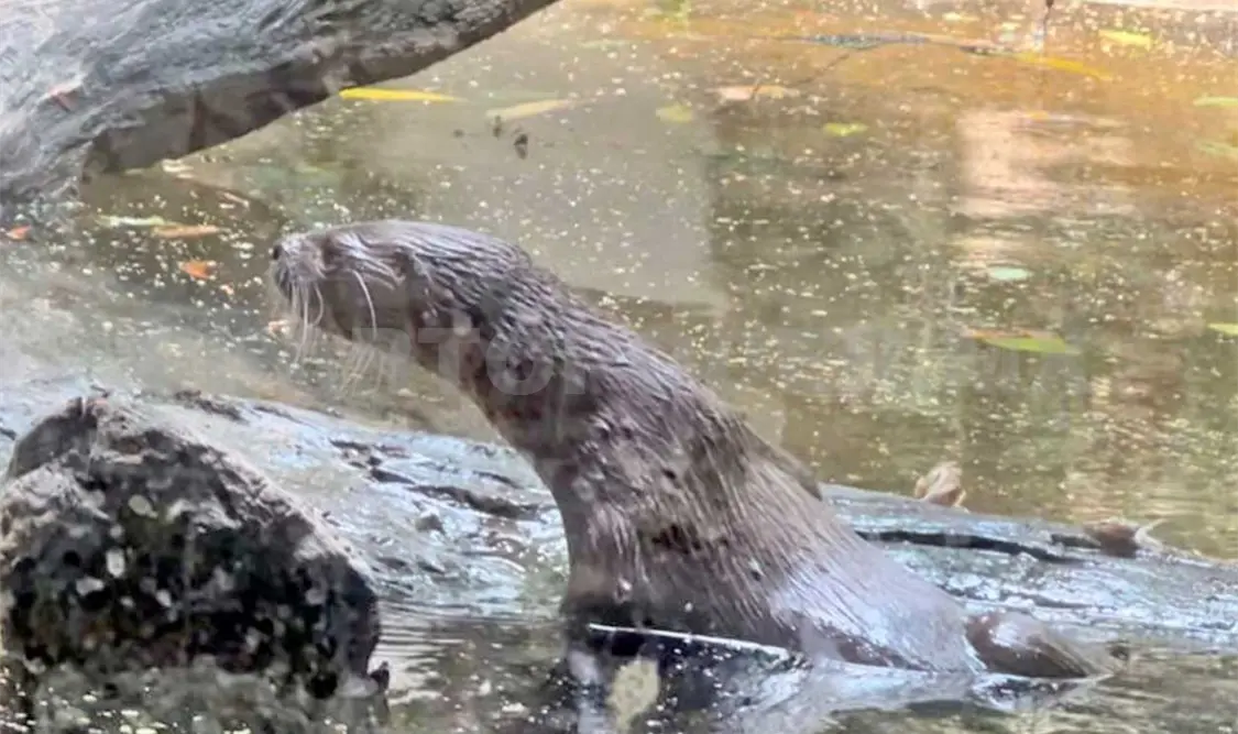 En 2021 se reportó la muerte de una nutria y el recinto quedó vacío. CP