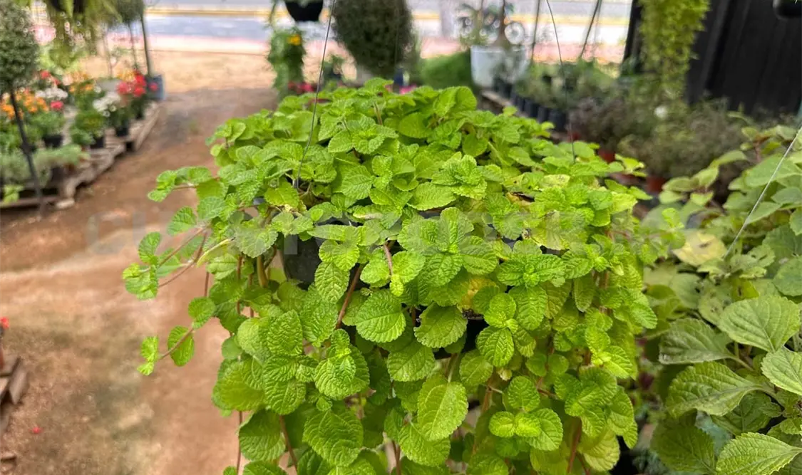 Comerciantes en el ramo señalaron que de continuar así se podrían cerrar en un tiempo no muy lejano. Osman Toledo / CP